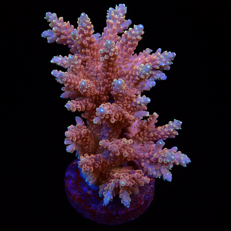 Acropora sp. L (Approx. 8-9cm) WYSIWYG (1778574450208)