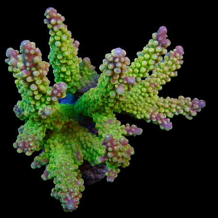 Acropora sp. L (Approx. 8-9cm) WYSIWYG (1778574567395)