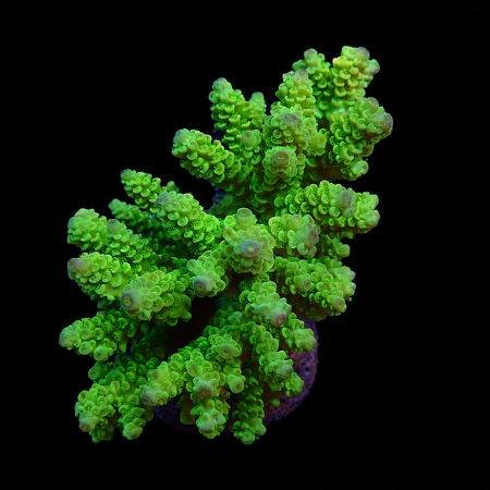 Acropora sp. L (Approx. 8-9cm) WYSIWYG (1778574581535)
