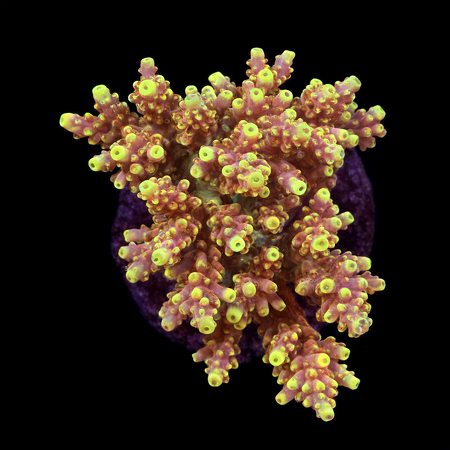 Acropora sp. L (Approx. 8-9cm) WYSIWYG (1784742613434)
