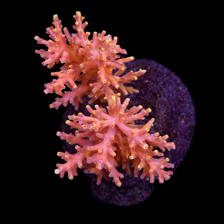 Acropora sp. L (Approx. 8-9cm) WYSIWYG (1784742616325)