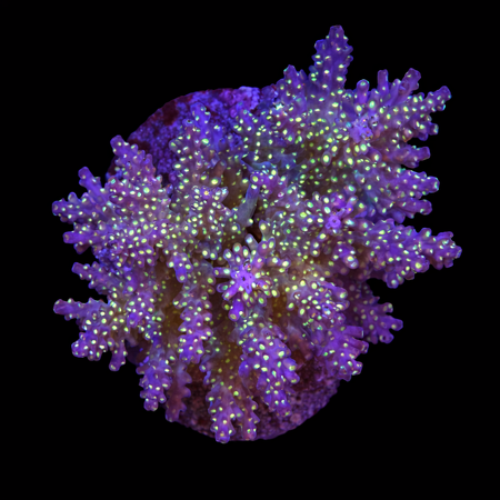 Acropora sp. L (Approx. 8-9cm) WYSIWYG (1784742619032)