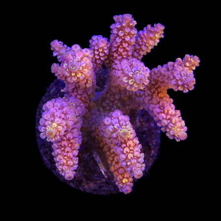 Acropora sp. L (Approx. 8-9cm) WYSIWYG (1784742621819)
