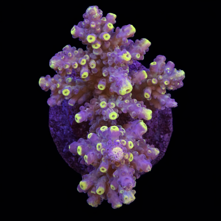 Acropora sp. L (Approx. 8-9cm) WYSIWYG (1784742624621)