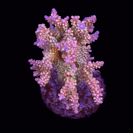 Acropora sp. L (Approx. 8-9cm) WYSIWYG (1784742627407)