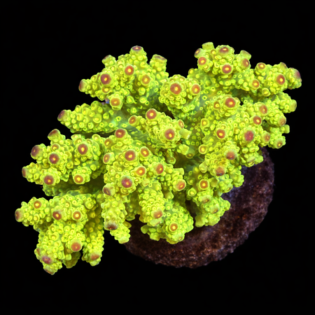 Acropora sp. L (Approx. 8-9cm) WYSIWYG (1784742629753)