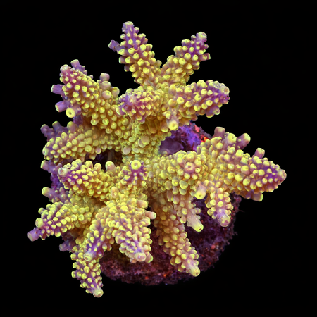 Acropora sp. L (Approx. 8-9cm) WYSIWYG (1784742632770)