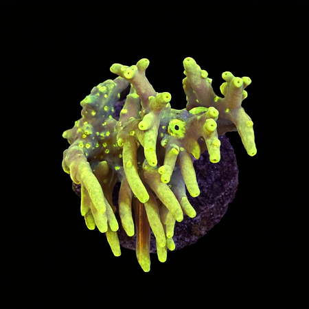 Acropora sp. L (Approx. 8-9cm) WYSIWYG (1784742635120)