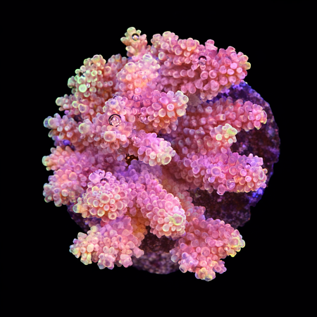 Acropora sp. L (Approx. 8-9cm) WYSIWYG (1784742637749)