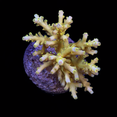 Acropora sp. L (Approx. 8-9cm) WYSIWYG (1784742642836)