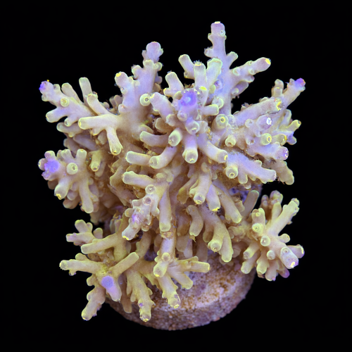 Acropora sp. L (Approx. 8-9cm) WYSIWYG (1790873722688)