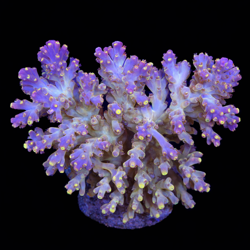 Acropora sp. L (Approx. 8-9cm) WYSIWYG (1790873738105)