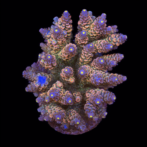 Acropora sp. L (Approx. 8-9cm) WYSIWYG (1790873763524)