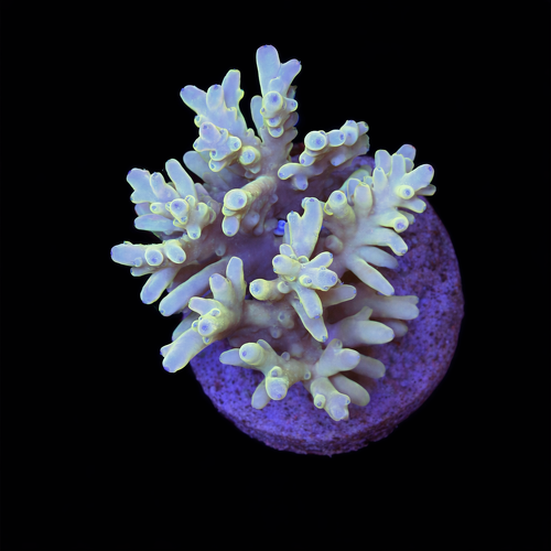Acropora sp. L (Approx. 8-9cm) WYSIWYG (1790873777253)