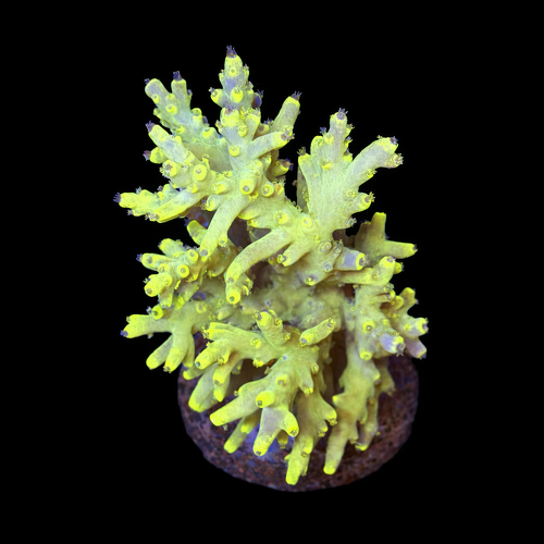 Acropora sp. L (Approx. 8-9cm) WYSIWYG (1790873790507)