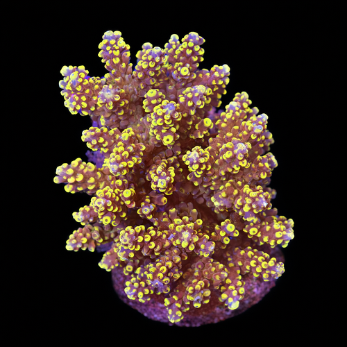 Acropora sp. L (Approx. 8-9cm) WYSIWYG (1790873809321)
