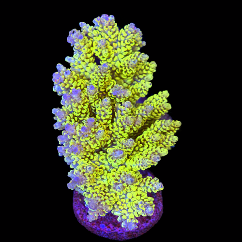 Acropora sp. L (Approx. 8-9cm) WYSIWYG (1790873823656)