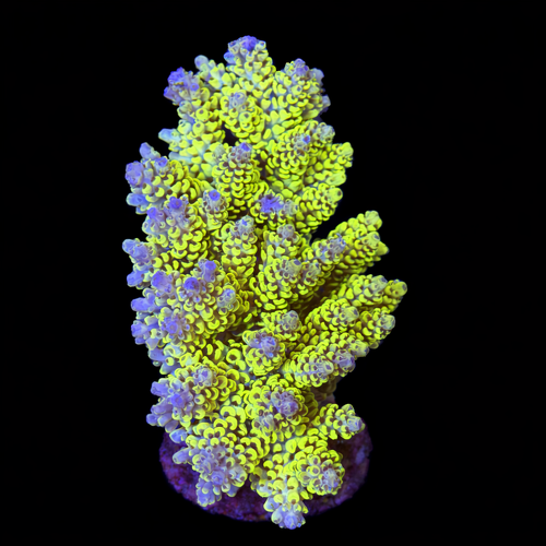 Acropora sp. L (Approx. 8-9cm) WYSIWYG (1790873838740)
