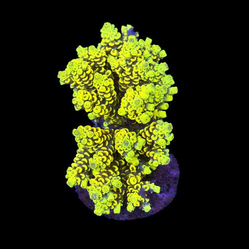Acropora sp. L (Approx. 8-9cm) WYSIWYG (1790873853472)