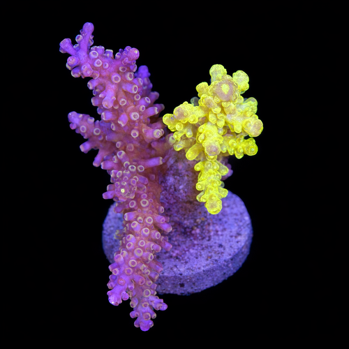 Acropora sp. L (Approx. 8-9cm) WYSIWYG (1790873866222)