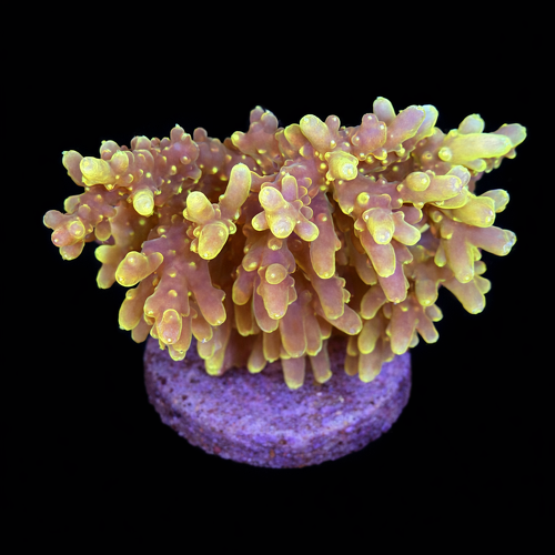 Acropora sp. L (Approx. 8-9cm) WYSIWYG (1790873879288)