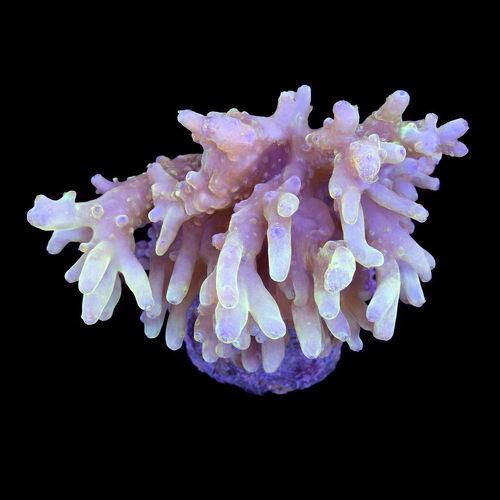 Acropora sp. L (Approx. 8-9cm) WYSIWYG (1790873892254)