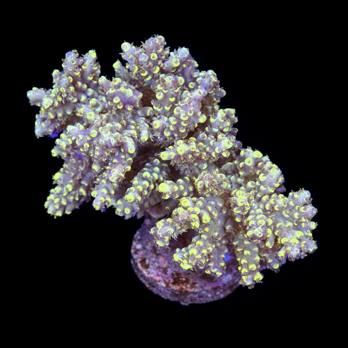 Acropora sp. L (Approx. 8-9cm) WYSIWYG (1790874058370)
