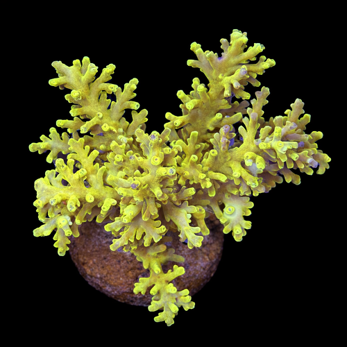 Acropora sp. L (Approx. 8-9cm) WYSIWYG (1790874074387)