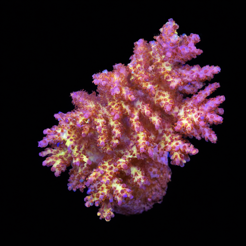 Acropora sp. L (Approx. 8-9cm) WYSIWYG (1790874094670)
