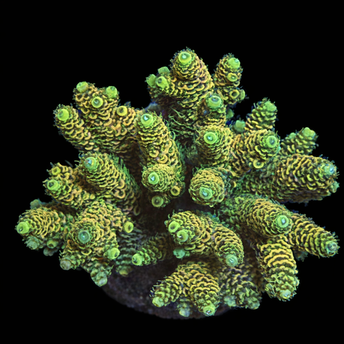Acropora sp. L (Approx. 8-9cm) WYSIWYG (1790874414354)