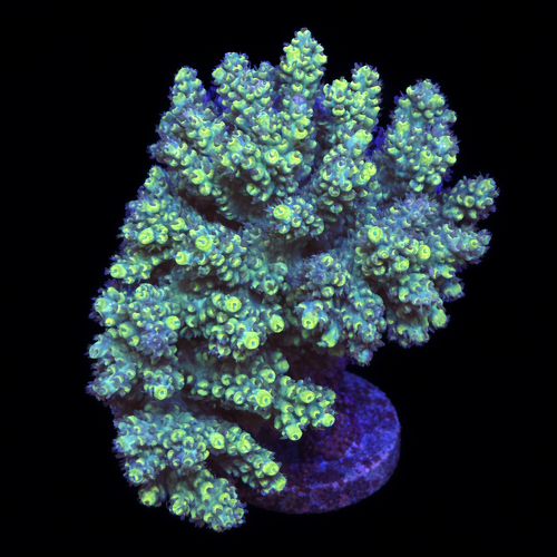 Acropora sp. L (Approx. 8-9cm) WYSIWYG (1790874460469)