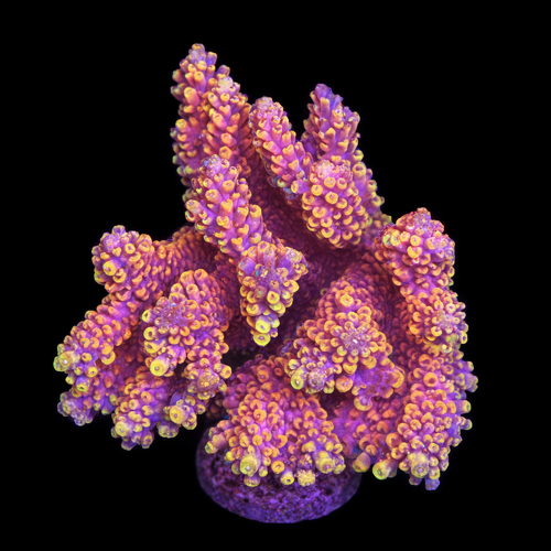 Acropora sp. L (Approx. 8-9cm) WYSIWYG (1790874634949)