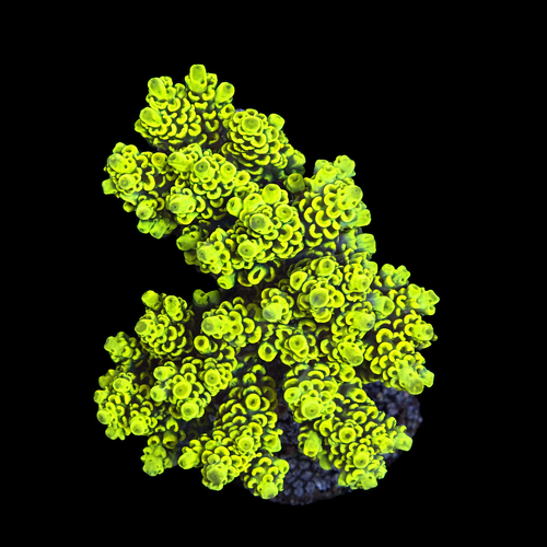 Acropora sp. L (Approx. 8-9cm) WYSIWYG (1790874637300)