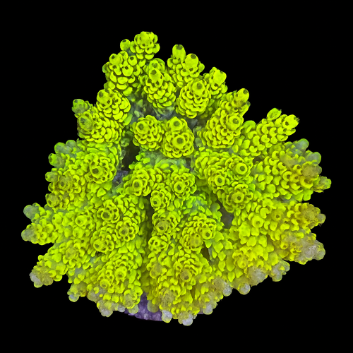 Acropora sp. L (Approx. 8-9cm) WYSIWYG (1790874640360)