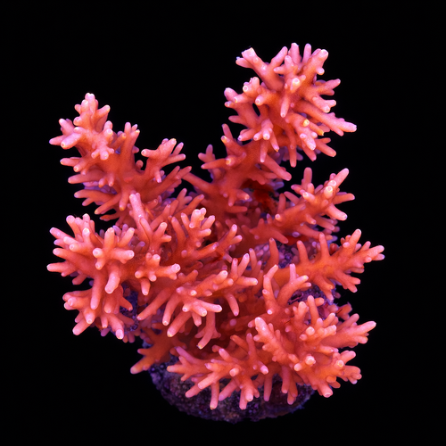Acropora sp. L (Approx. 8-9cm) WYSIWYG (1790874659730)