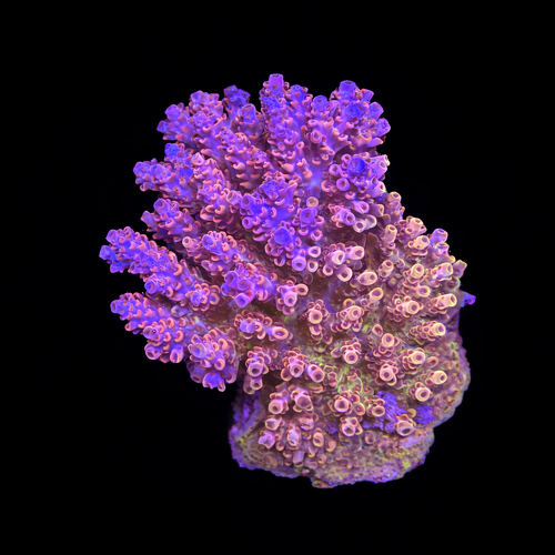Acropora sp. L (Ong. 8-9 cm) WYSIWYG (1793117526698)
