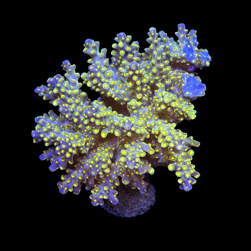 Acropora sp. L (Ong. 8-9 cm) WYSIWYG (1793117534420)