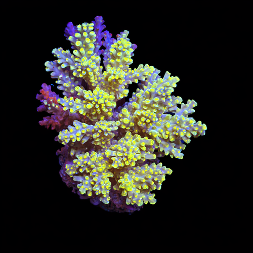 Acropora sp. L (Ong. 8-9 cm) WYSIWYG (1793117538357)