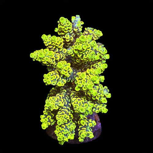 Acropora sp. L (Ong. 8-9 cm) WYSIWYG (1793117555979)