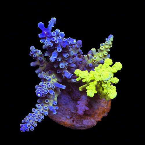 Acropora sp. L (Ong. 8-9 cm) WYSIWYG (1793117557460)