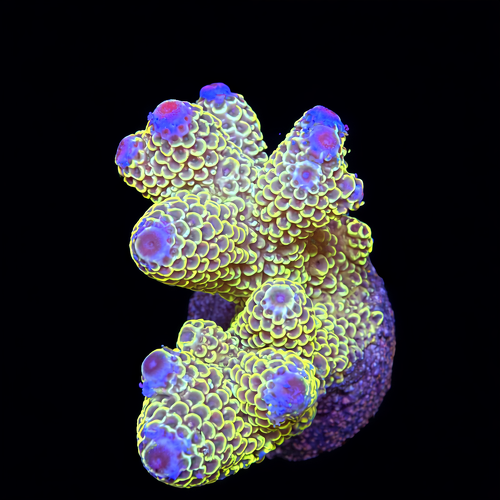 Acropora sp. L (Ong. 8-9 cm) WYSIWYG (1793212167931)