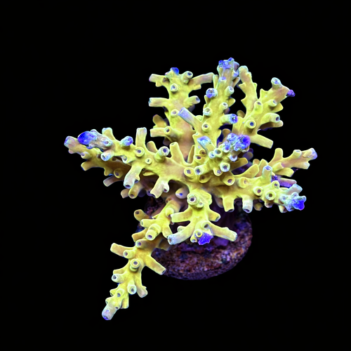 Acropora sp. L (Ong. 8-9 cm) WYSIWYG (1793212202665)