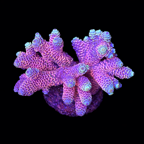 Acropora sp. L (Ong. 8-9 cm) WYSIWYG (1793212237028)