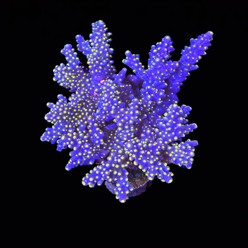 Acropora sp. L (Ong. 8-9 cm) WYSIWYG (1793212249166)
