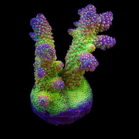 Acropora sp. M (Approx. 6-7cm) WYSIWYG (1778574370278)