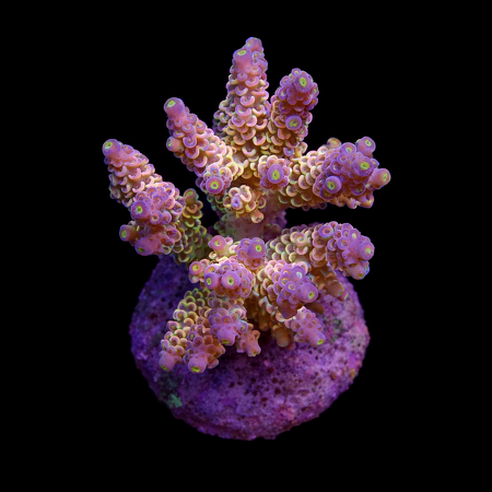 Acropora sp. M (Approx. 6-7cm) WYSIWYG (1778574465417)