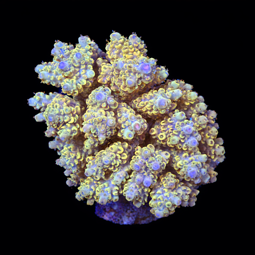 Acropora sp. M (Length 6-7 cm) WYSIWYG (1787945903520)