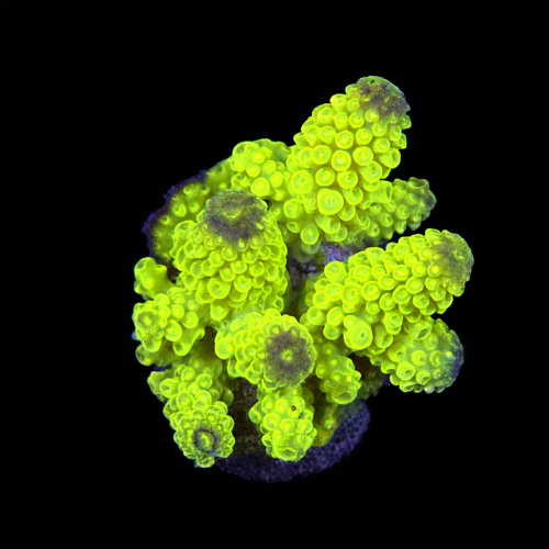 Acropora sp. M (Length 6-7 cm) WYSIWYG (1787945905817)