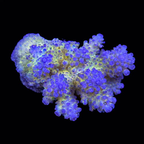 Acropora sp. M (Length 6-7 cm) WYSIWYG (1787945908055)