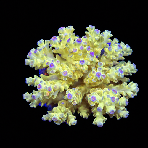 Acropora sp. M (Length 6-7 cm) WYSIWYG (1787945910397)